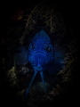   Southern Blue Devil Fish its den  